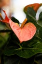 Closeup Red and bright Anthurium flower in a garden center. Love flower. Nice exotic flower