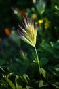 Closeup of Red Brome grass against dark foliage background. Royalty Free Stock Photo