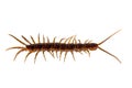 Closeup of a red-brown centipede isolated on white