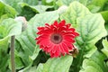 Closeup of a red and brown gerbera blossom