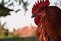 Closeup of red - brown rooster head at the farm Royalty Free Stock Photo