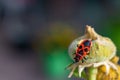 Closeup of a red bug on an unbloomed flower with a blurry background under sunlight Royalty Free Stock Photo