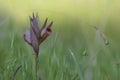 Closeup on the red colored Long-lipped tongue orchis, Serapias vomeracea against a green natural blurred background