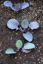 Closeup of red cabbage seedlings i Royalty Free Stock Photo