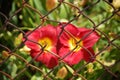 Closeup of red Caesalpinias in a garden surrounded by greenery under sunlight behind wired fences