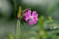 Closeup of a red campion flower