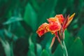 Closeup red Canna lilly Canna indica flower with blurred green leaves in background. Royalty Free Stock Photo