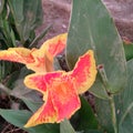 Closeup red Canna lilly Canna indica flower with blurred green leaves in background Royalty Free Stock Photo