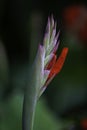 A closeup red canna lily flower in the garden Royalty Free Stock Photo