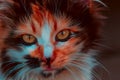 Closeup of red cat face. Fauna background.Pets and lifestyle concept Royalty Free Stock Photo