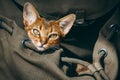 Closeup red cat portrait: pet backpack for comfort tourism, traveling, walking. Animal care scenery