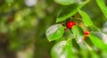 Closeup Red Cherry Fruit Tree Branch Royalty Free Stock Photo