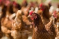 Closeup of a red chicken on a farm in nature. Hens in a free range farm. Chickens walking in the farm yard