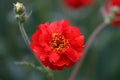 Closeup of a red Chilean avens flower in garden on blurred background