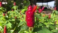 Closeup of red chili pepper plant with vibrant petals in garden