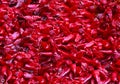 Closeup of Red Chili Peppers Royalty Free Stock Photo