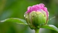 Closeup of red Chinese peony flower and some ants in the rain