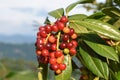 Closeup of red Chokecherries under the sunlight Royalty Free Stock Photo