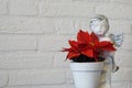 Closeup of a red christmas star flower in a flowerpot with angel sculpture isolated on a white brick wall background Royalty Free Stock Photo