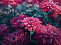 Closeup red chrysanthemum flowers in the garden with morning dew drops on the petals. Beautiful, crimson floral bouquet background Royalty Free Stock Photo