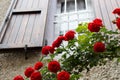 Closeup Red climbing roses in front of a country window Royalty Free Stock Photo