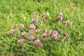 Red clover plant flowering between the grass