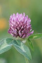 Closeup on the red clover, Trifolium pratense in a meadow Royalty Free Stock Photo