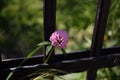 Closeup of a Red clover, Trifolium pratense wildflower next to a metal garden fence