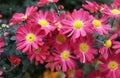 Closeup of the red color of Cascade Mum Cloud Form \'Firechief\' flowers Royalty Free Stock Photo