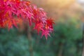 closeup red color maple leaf in the garden autumn in Kyoto Japan