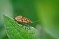 Closeup of a red and colorful shieldbug, the Cinnamon Bug, Corizus hyoscyami Royalty Free Stock Photo