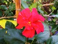 Closeup of red colour hibiscus flower blossom blooming on tree blurred green leaf background, stock photo, spring summer flower, Royalty Free Stock Photo