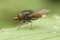 Closeup on a red Common Snout-hoverfly, Rhingia campestris cleaning it\'s wings