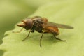 Closeup on a red Common Snout-hoverfly, Rhingia campestris sitting on a green leaf