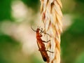 Closeup of a red common Soldier Beetle walking up the wheat plant