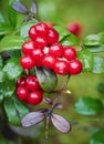 Lingonberries closeup image