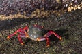 Closeup red crab on black volcanic stone. Canary islands, Tenerife