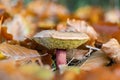 Closeup of a red cracking bolete mushroom (Xerocomellus chrysenteron)