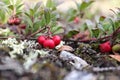 Closeup of red cranberries on the muskeg floor