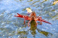 Closeup of a red crayfish in water. Royalty Free Stock Photo