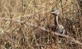 Wildlife photo of a red-crested bustard Lophotis ruficrista Royalty Free Stock Photo