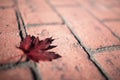Naturally Monochrome Maple Leaf and Bricks Royalty Free Stock Photo