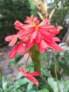 Red crossandra flowers