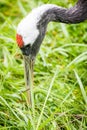 Red-Crowned Crane Feeding, Closeup Royalty Free Stock Photo