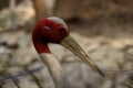 closeup of red crowned crane head beak