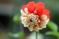 Closeup of red dahlia flower blooming. Spring or summer floral background Royalty Free Stock Photo