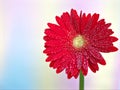 Closeup red daisy flower petals Transvaal Gerbera flower plants in garden and green blurred background ,macro image ,soft focus Royalty Free Stock Photo