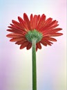 Closeup red daisy flower petals Transvaal Gerbera flower plants in garden and green blurred background ,macro image ,soft focus Royalty Free Stock Photo