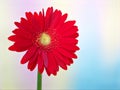 Closeup red daisy flower petals Transvaal Gerbera flower plants in garden and green blurred background ,macro image ,soft focus Royalty Free Stock Photo