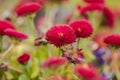 Closeup of a red daisy